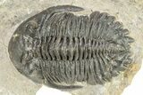 Hollardops Trilobite Fossil - Orange Eye Facets #273412-2